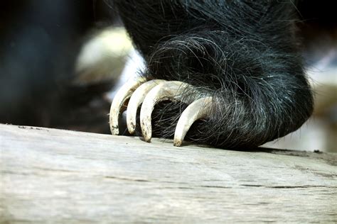 Sloth Bear Claws Free Stock Photo Public Domain Pictures