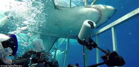 Great White Shark Surges Towards A Diver And Gets Stuck In Cage Daily