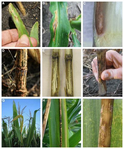 Maize Anthracnose Stalk Rot In The Genomic Era Plant Disease