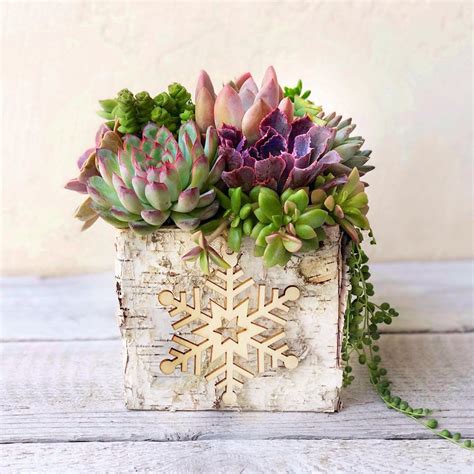 Succulent Ts Weddings On Instagram Birch Holiday Centerpiece