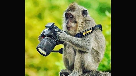 Monyet pakai jas hujan dibanyak video yang beredar menjadi viral #monyet #hujan #jashujan. Monyet Pake Jas Hujan ~ William Gultom Home Facebook ...