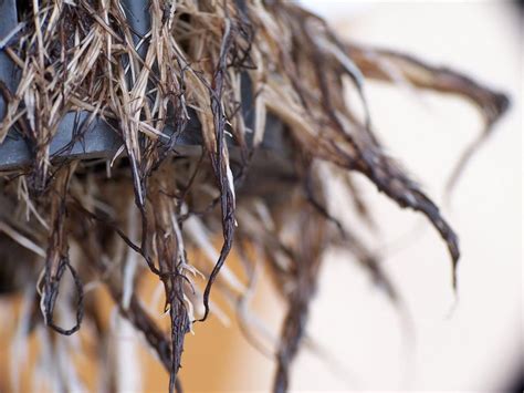Simply place the seed or stem of the cutting inside the plug divot and watch as roots quickly develop. Deseases & Deficiencies Archives ⋆ HYDROPONICS ANCHORAGE ...