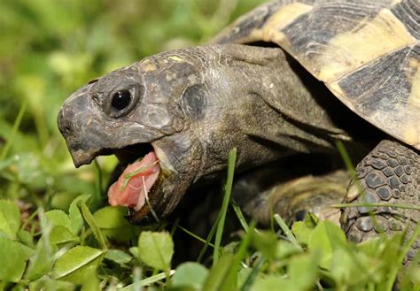 13 Things Turtles Like To Eat Most Diet Care And Feeding Tips