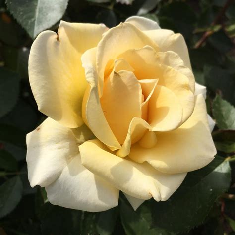 Rose Rosa Centennial Rose In The Roses Database