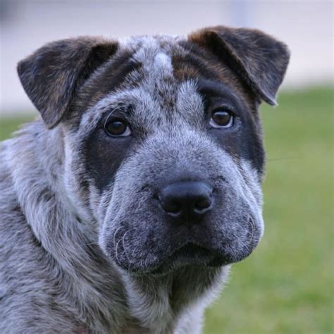 Check spelling or type a new query. Stumpy - Medium Male Australian Cattle Dog x Shar-Pei Mix ...
