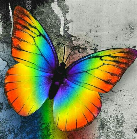 Mariposa Del Arco Iris Rainbow Wallpaper Butterfly Wallpaper Cute