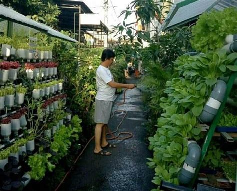 Cara Menanam Sayuran Di Halaman Rumah Yang Sempit - Dunia Belajar