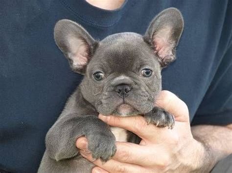 Welcome to blue ribbon french bulldogs! Pin by Alexis DeCarlo on French Bull Dogs | French bulldog ...