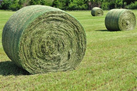 Hay Vs Silage Comparison What Are The Differences