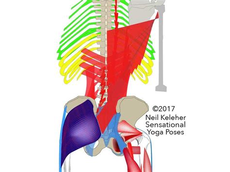 Anatomy Between Hip Lower Ribcage In Back Rib Cage Back View The