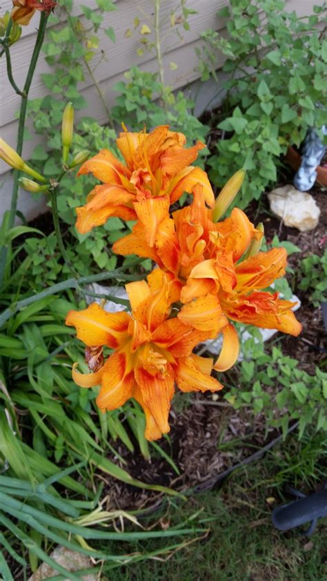 Each flower produces 4 sharply angled, dull brown seeds. Sun Plants for Central Texas | Lisa's Landscape & Design