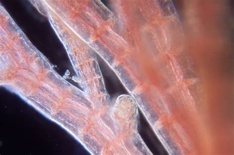 Polysiphonous Sp 3 Of 3 Some Filamentous Red Algae Are M Flickr
