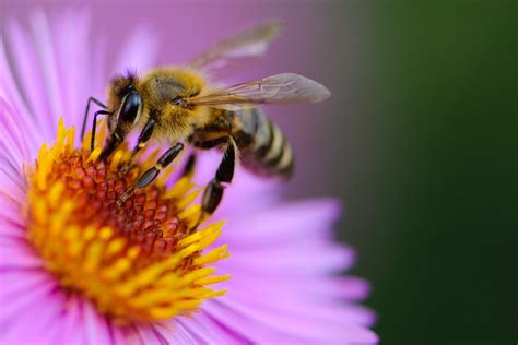 Bees in minecraft are the sweet neutral mob we've been waiting for, and our resourceful chums are providing much more than just the joy of seeing their you can use bees to craft honey, honeycomb, build beehives, and pollinate your minecraft farm. How To Attract Bees: Growing A Honeybee Garden