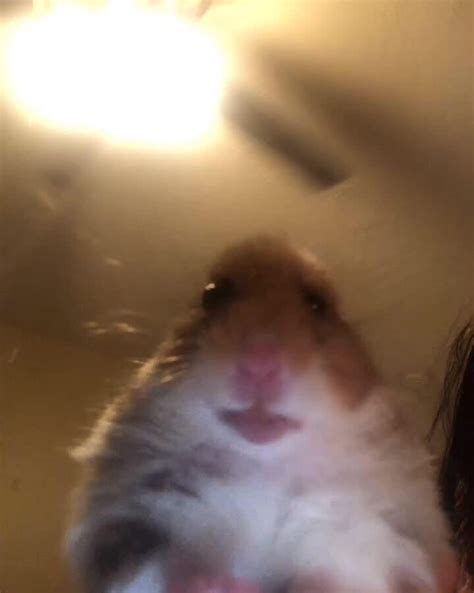 Ari On Twitter Funny Animal Memes Cute Animal Memes Funny Hamsters