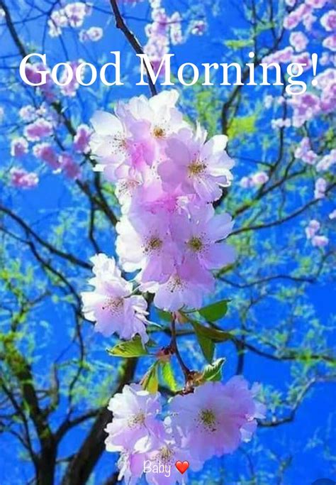 Good Morning Cherry Trees Garden Beautiful Flowers Flowering Trees