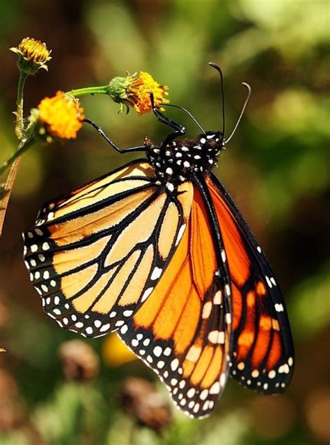 Butterfly Identification And Guide Hubpages