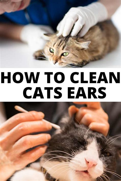 How To Clean Cats Ears With Home Remedies Miles With Pets