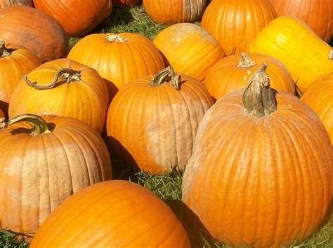 Pumpkin Autumn Harvest Free Photo On Pixabay Pixabay