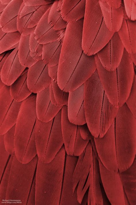Macaw Feathers Maroon Red Aesthetic Feather Macaw Feathers