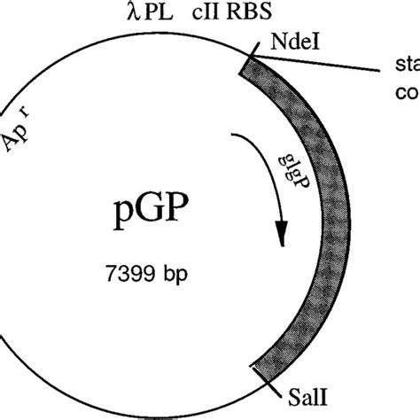 The Construct Pgp For Overproduction Of Glycogen Phosphorylase See