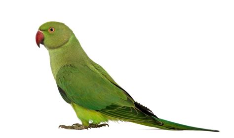 Parrot Png Photo
