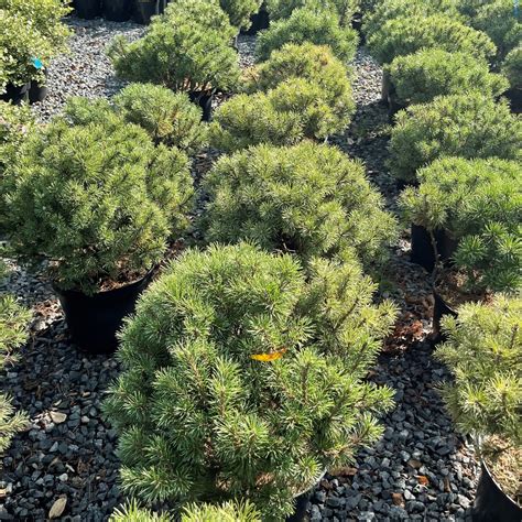Pinus Mugo Pumilio UK Plants Architectural Plants