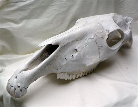 Horse Skull Stock Photo Image Of Intact Southwest Teeth 80223820