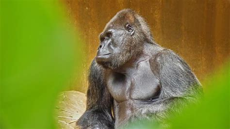 Gorilla Silberrücken Silverback Die Gorillas Sind Eine Flickr