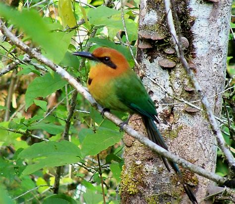 Jungle And Rainforest Art Of Costa Rica Birds Of Costa Rica