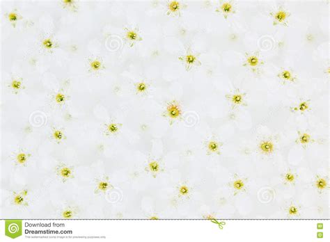 Piccoli fiori ricavati da collan perline e fantasia ed ecco qui un bellissimo bouchet di fiorellini rosa con pistillo centrale di perline in vetro bianco. Piccoli Fiori Bianchi Sull'acqua Top Reticolo Floreale Nozze, Fondo Della Molla Macro Uccello ...