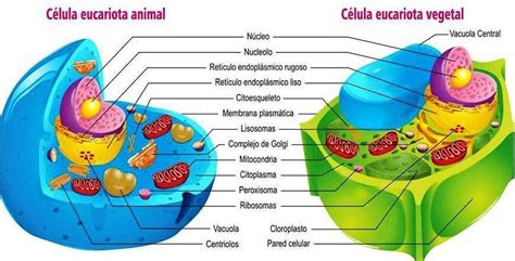 Semejanzas Y Diferencias De Los Tejidos Animales Y Los Tejidos