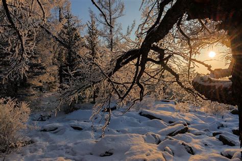 forest sunset - Snowy day forest sunset. Цастай нартай өдөр | Forest sunset, Sunset, Forest