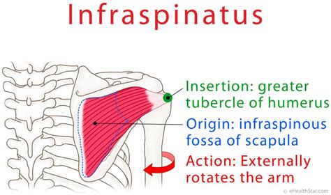 Infraspinatus Origin And Insertion