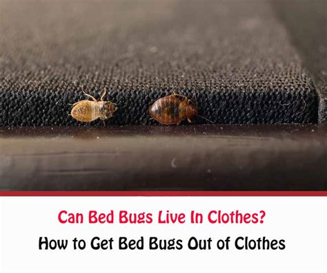 Can Bed Bugs Live In My Clothing Hanaposy
