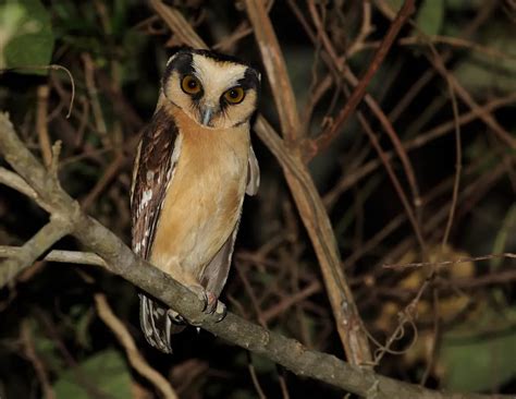 A Coruja Patos De Minas