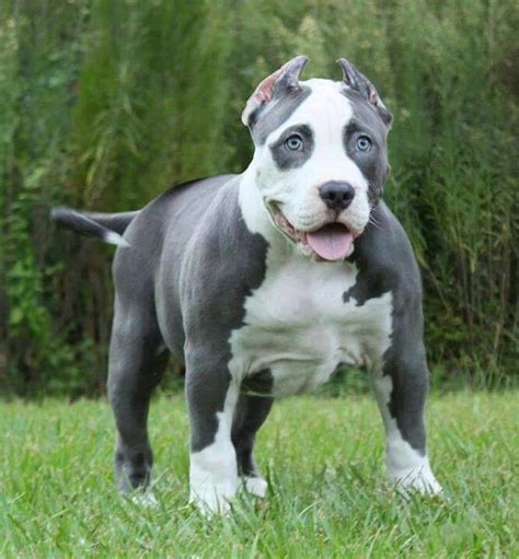 Our Little Pup Will Look Just Like This When Shes Full Grownblue