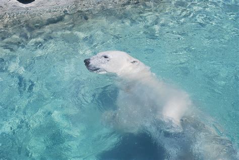 Polar Bear Toronto Zoo Scarborough District Toronto On Flickr