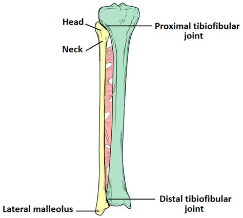 The Fibula Surfaces Articulations Fractures Teachmeanatomy