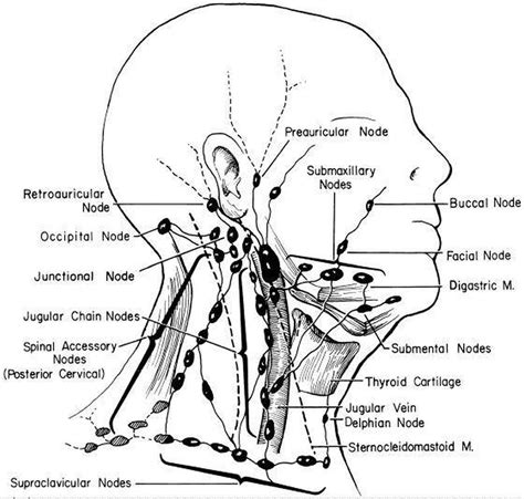 Pictures Of Anterior Cervical Lymph Nodes Lymph Nodes Lymph Massage