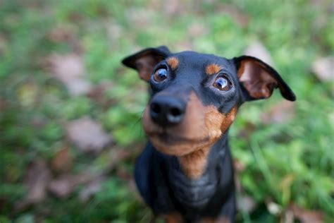 When the nictitating membrane closes across a dog's eye, it looks as though his eye is rolling back in his head. Dog Eyelids: Facts and Common Problems | Great Pet Care