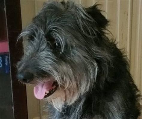 Blue 6 Year Old Male Bearded Collie Cross Dog For Adoption