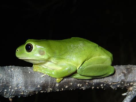 Green Tree Frog The Australian Museum