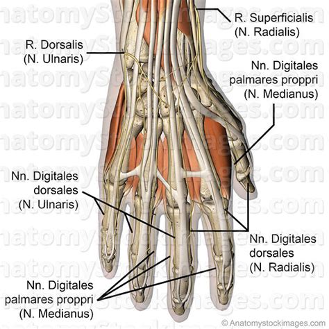 Hand Nerve Anatomy Anatomical Charts And Posters