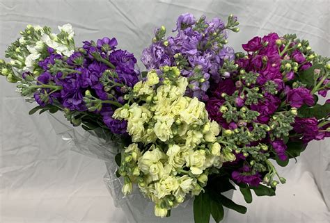Double Stock Assorted Mix Double Stock Flowers And Fillers