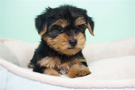 Australian terrier puppies for sale in coloradoselect a breed. Yorkshire Terrier Puppies For Sale | Orange County, CA #285056