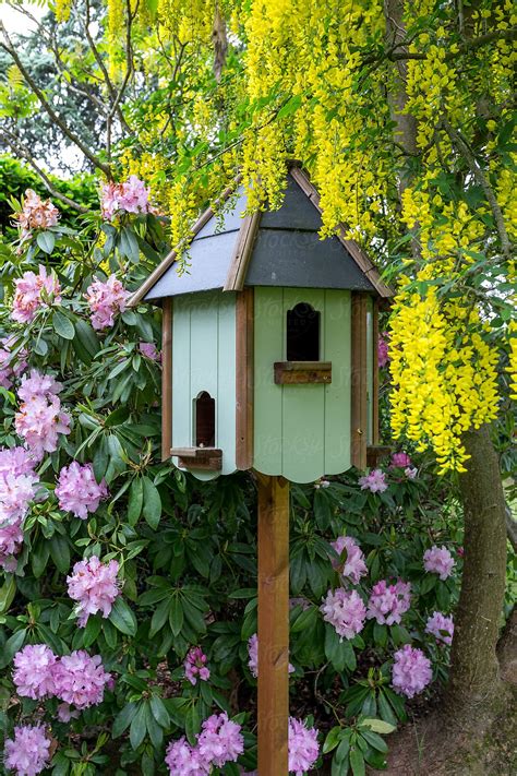 Birdhouse In Springtime With Laburnum And Rhododendron In Flower Del