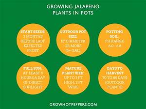Growing Jalapenos From Seeds To Potted Plants Grow Peppers
