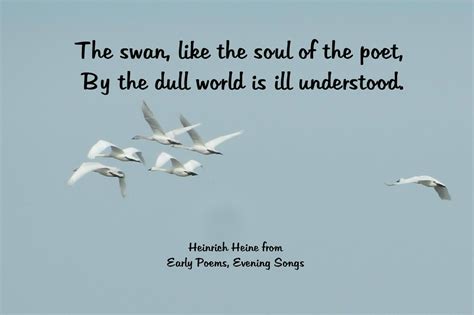 Swan Quotes Quotesgram