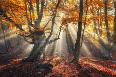 sunny-autumn-forest-in-fog-high-quality-nature-stock-photos