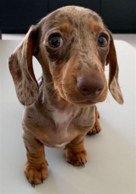 Awesome Wiener Dog Breed In 2021 Baby Dachshund Baby Dogs Super